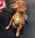 Scooby 