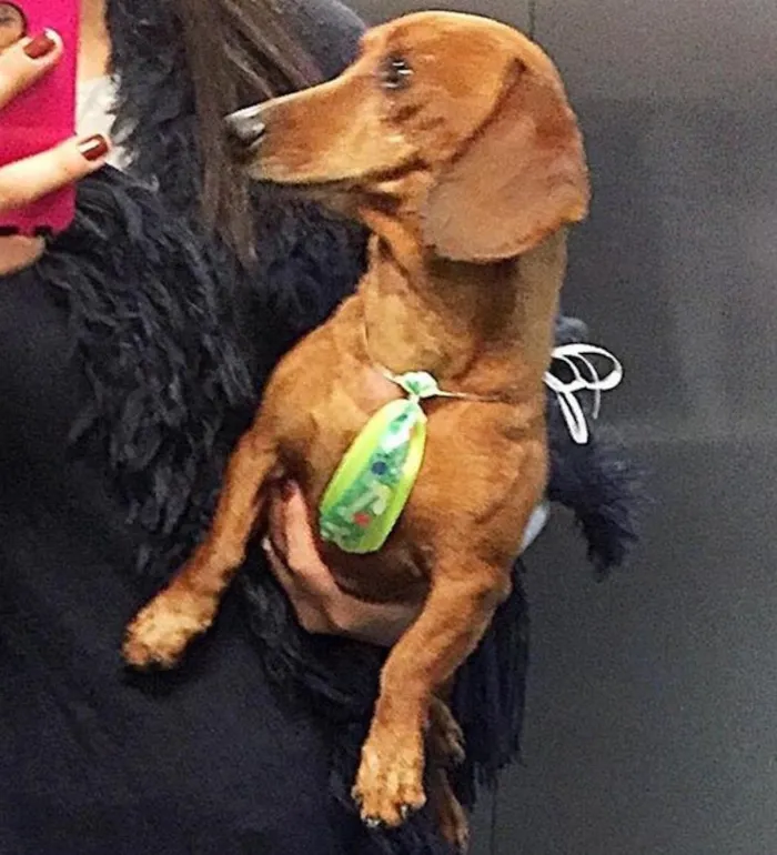 Cachorro ra a Basset  idade 3 anos nome Scooby 