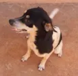 Nala
