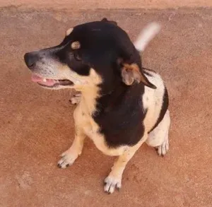 Cachorro raça mestiça com pintier idade 1 ano nome Nala