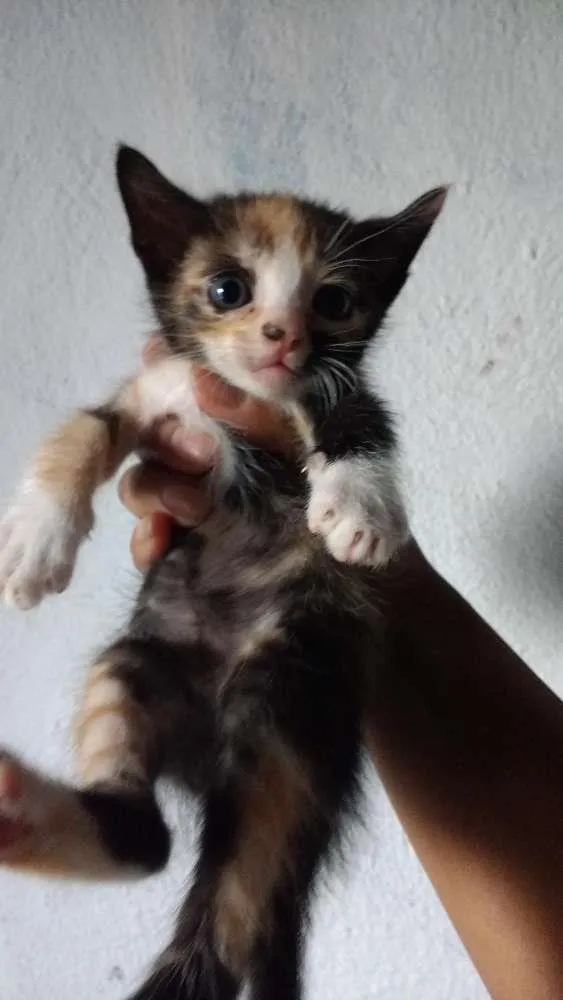 Gato ra a  idade Abaixo de 2 meses nome Gatinhos