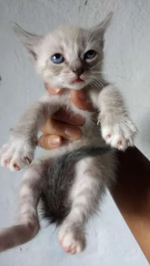 Gato raça  idade Abaixo de 2 meses nome Gatinho