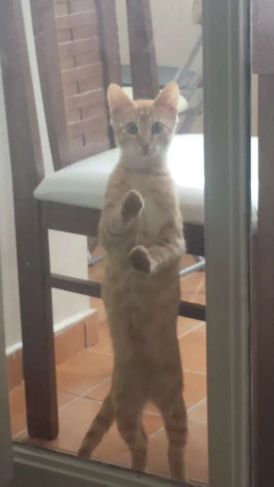 Gato ra a SRD idade 2 a 6 meses nome Biz