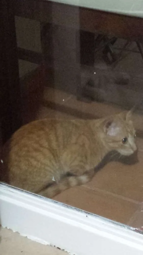 Gato ra a SRD idade 2 a 6 meses nome Biz