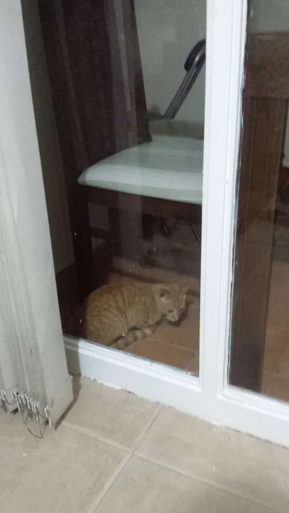 Gato ra a SRD idade 2 a 6 meses nome Biz