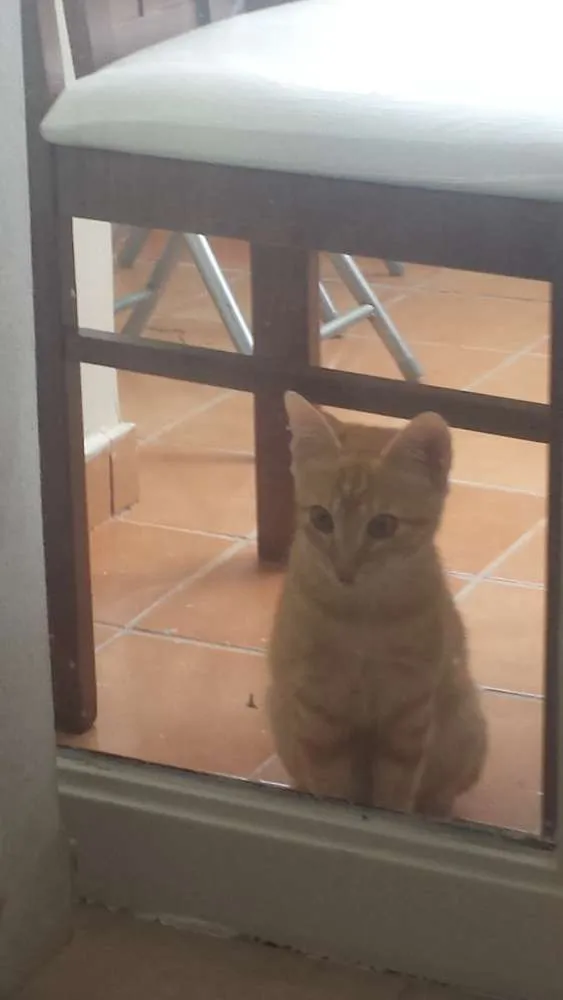 Gato ra a SRD idade 2 a 6 meses nome Biz