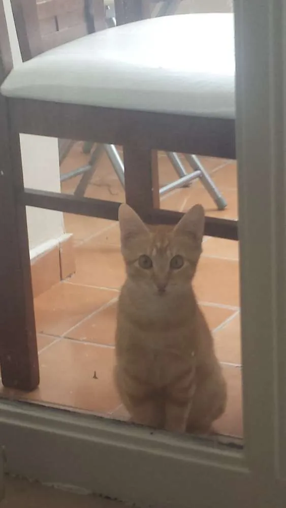 Gato ra a SRD idade 2 a 6 meses nome Biz