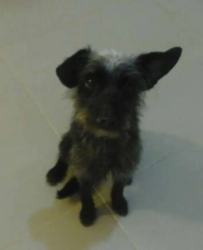 Cachorro ra a SRD idade 1 ano nome Lilica