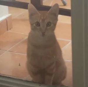 Gato raça SRD idade 2 a 6 meses nome Biz