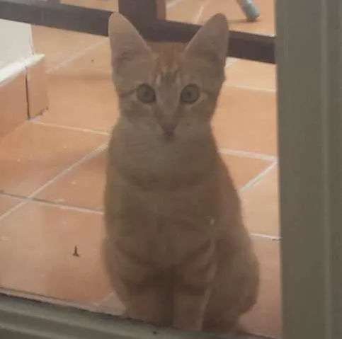 Gato ra a SRD idade 2 a 6 meses nome Biz