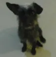 Lilica