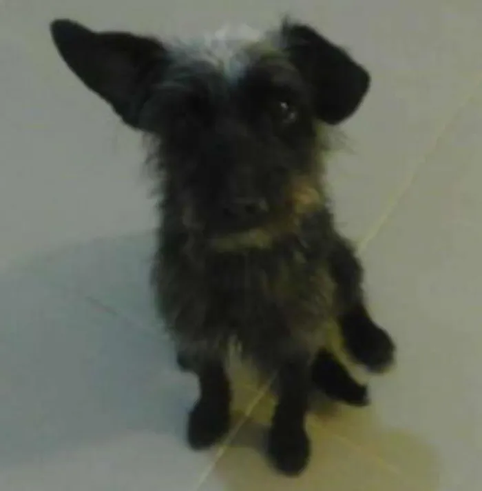 Cachorro ra a SRD idade 1 ano nome Lilica
