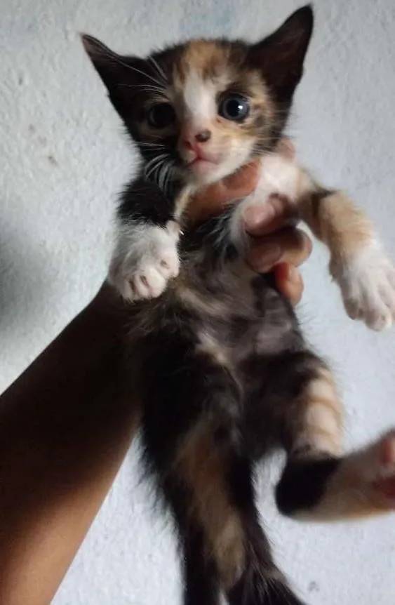 Gato ra a  idade Abaixo de 2 meses nome Gatinhos