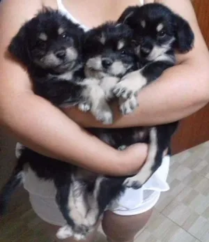 Cachorro raça Poodle (mestiço) idade 2 a 6 meses nome Mayk