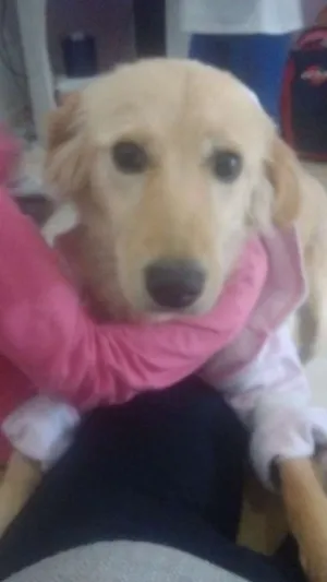 Cachorro raça Vira lata  idade 7 a 11 meses nome Cindy