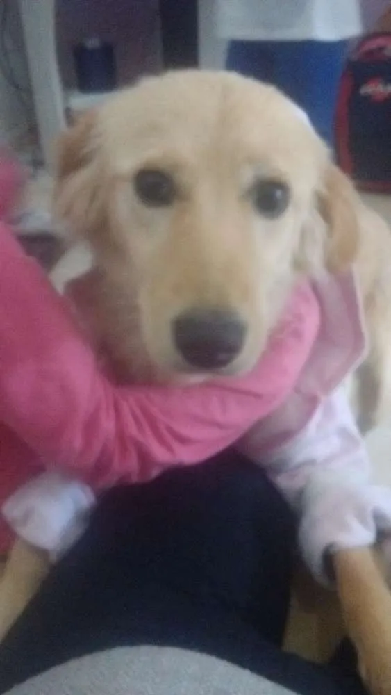 Cachorro ra a Vira lata  idade 7 a 11 meses nome Cindy