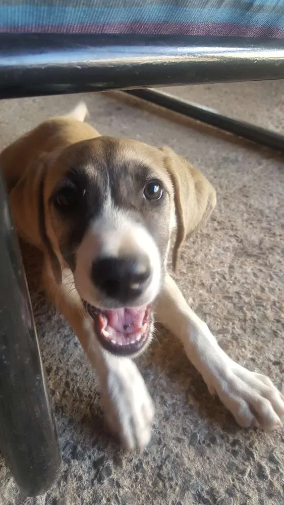 Cachorro raça desconhecido idade 2 a 6 meses nome sem nome 