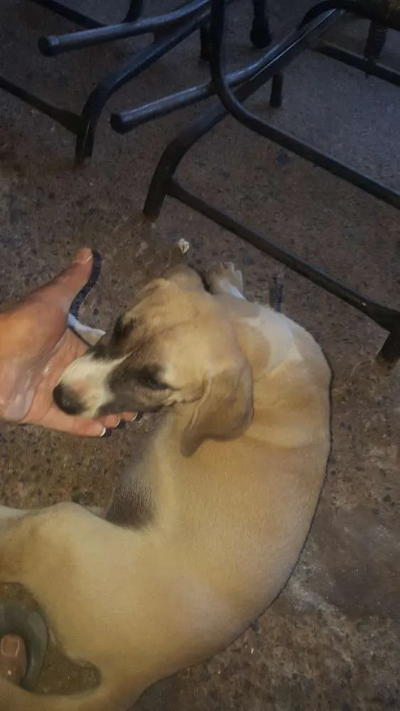 Cachorro raça desconhecido idade 2 a 6 meses nome sem nome 