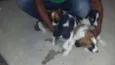 fofinha