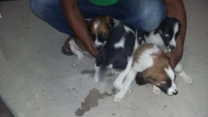 Cachorro raça pudool e vira lata idade 2 a 6 meses nome fofinha