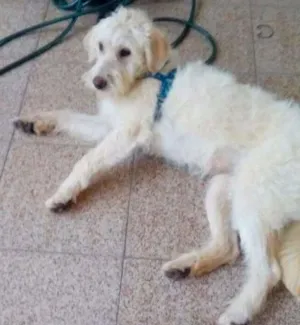 Cachorro raça SRD idade 2 anos nome Nina