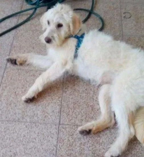 Cachorro ra a SRD idade 2 anos nome Nina