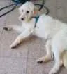 Cachorro raça SRD idade 2 anos nome Nina