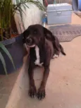 pretinha