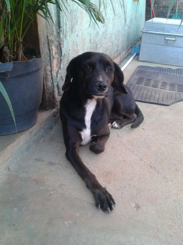 Cachorro ra a mistra  idade 2 a 6 meses nome pretinha