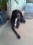 pretinha