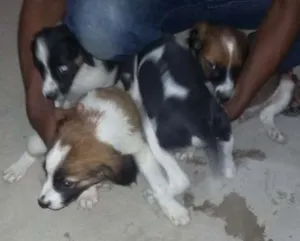 Cachorro raça pudool e vira lata idade 2 a 6 meses nome fofinha