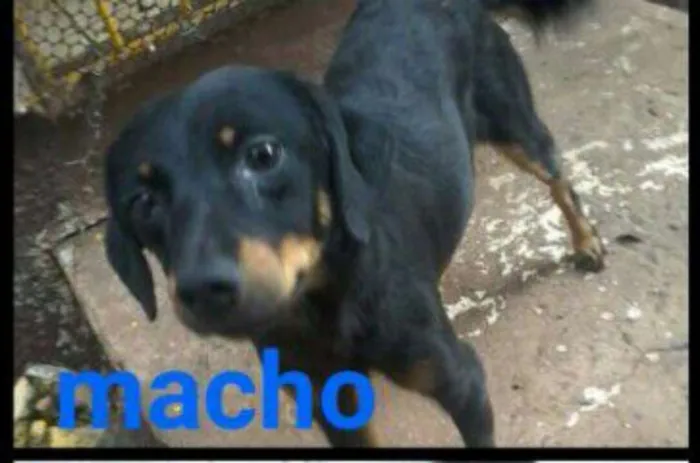 Cachorro ra a Vira lata idade 4 anos nome Bilu