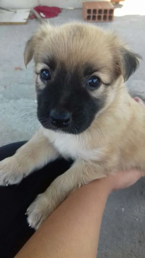 Cachorro ra a Vira-lata idade 2 a 6 meses nome Frederico