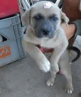 Maia