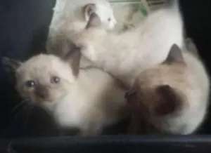 Gato raça  idade Abaixo de 2 meses nome Não tem nome