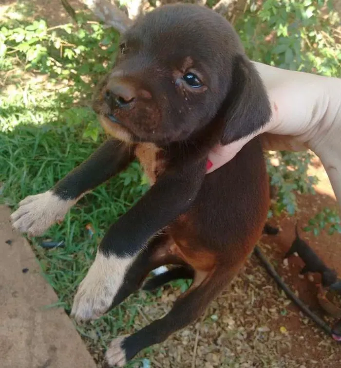 Cachorro ra a Sem raça Definida idade Abaixo de 2 meses nome Sem nome