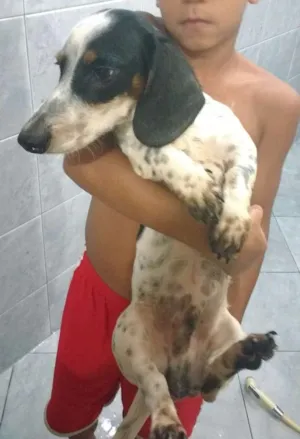 Cachorro raça Bacet idade 2 a 6 meses nome Pingo