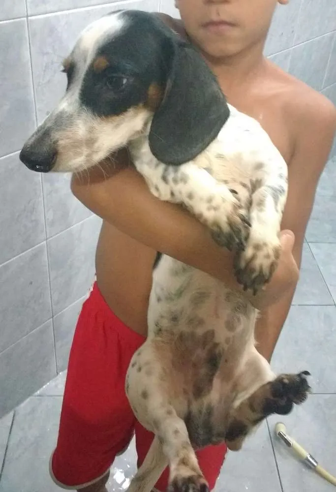 Cachorro ra a Bacet idade 2 a 6 meses nome Pingo