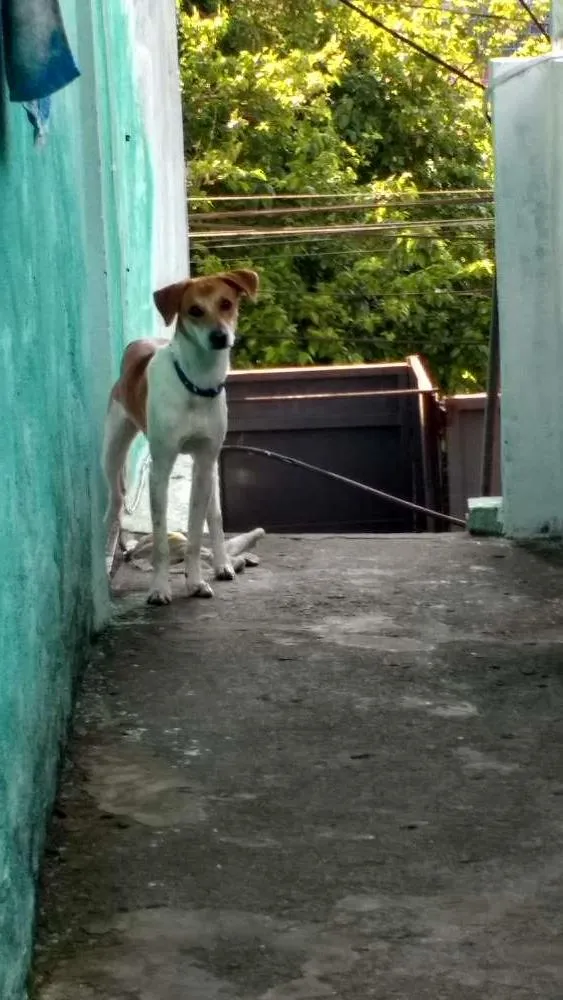 Cachorro ra a Viralata idade 7 a 11 meses nome Pluto