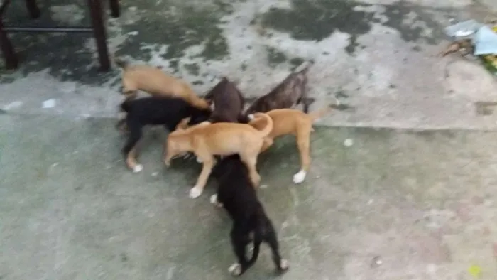 Cachorro raça Mestiço virá lata com pastor idade 2 a 6 meses nome Sem nomes