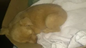 Cachorro raça Vira-lata idade Abaixo de 2 meses nome ...