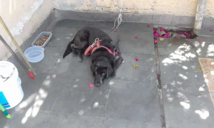 Cachorro ra a SRD idade 6 ou mais anos nome Nina