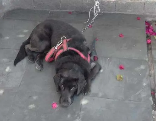 Cachorro ra a SRD idade 6 ou mais anos nome Nina