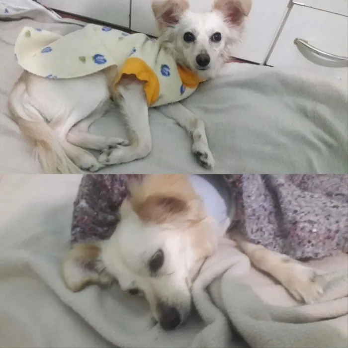 Cachorro ra a Indefinida idade 1 ano nome Banzé