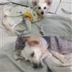 Cachorro raça Indefinida idade 1 ano nome Banzé