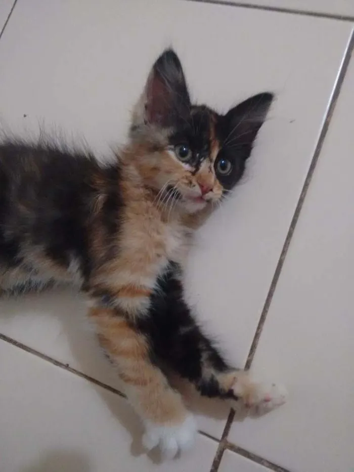 Gato ra a Sem raça definida idade Abaixo de 2 meses nome Sol