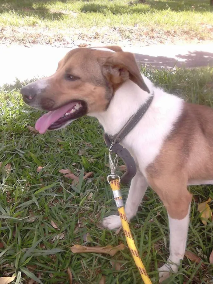 Cachorro ra a Metade Labrador, metade Viralata idade 1 ano nome Théu