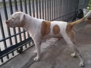 Cachorro raça pitbull idade 6 ou mais anos nome Thor