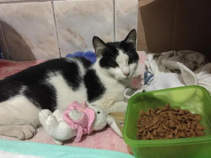 Gato ra a Não sei ( srd)  idade 1 ano nome Sem nome 
