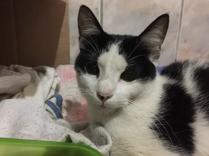Gato ra a Não sei ( srd)  idade 1 ano nome Sem nome 
